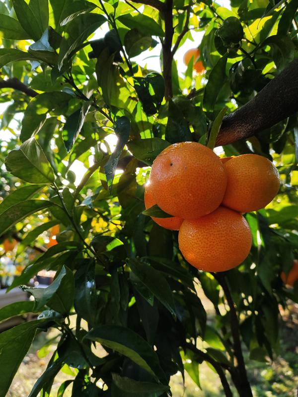 Marroquina Pafarrão