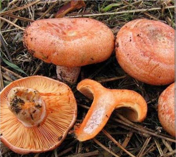 Lactarius deliciosus