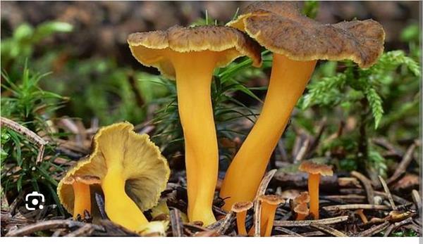 Chantarellus lutescens