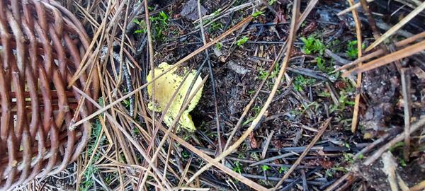 Hongo amarillo-hongo silvestre