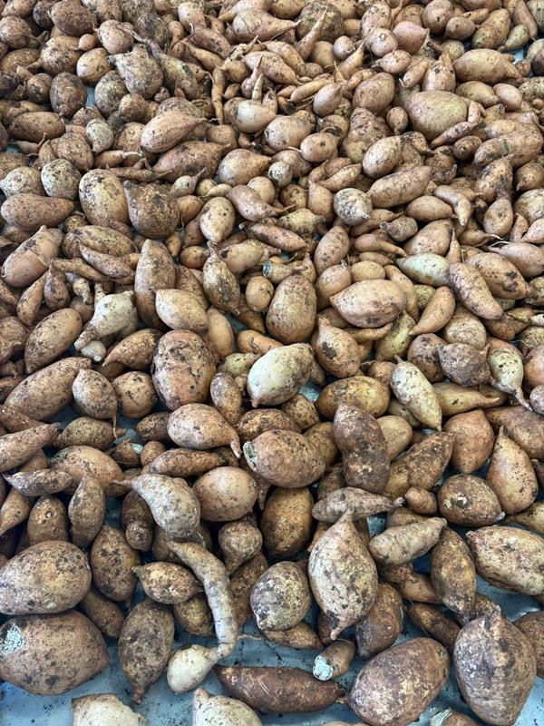 Batata Doce (Cenoura)