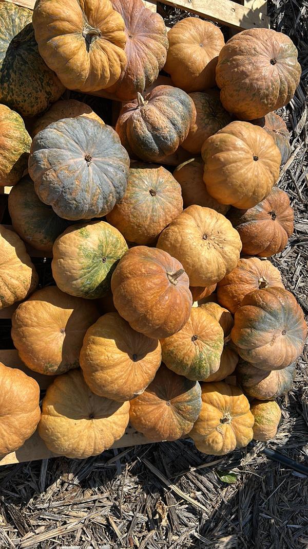 Abóbora Amarela Redonda