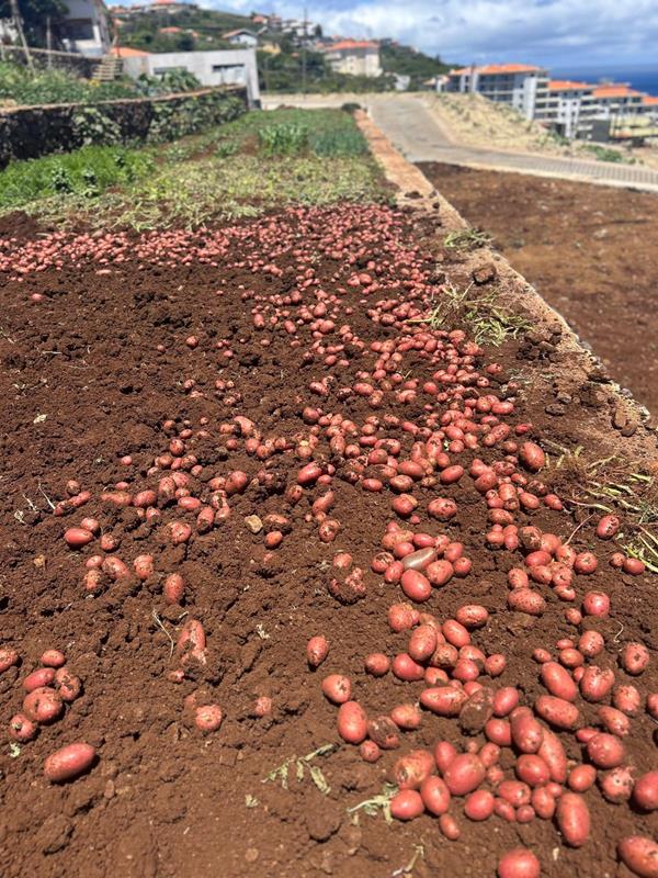 Batata Nova (Vermelha)