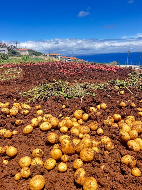 Batata Nova (Branca)