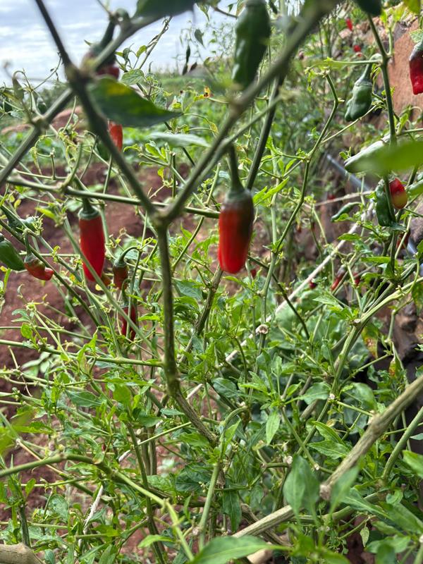 Pimenta Vermelha (Capsicum frutescens)