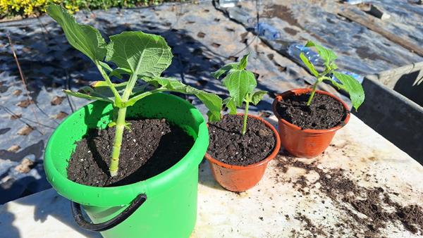 Planta Batata Yacon