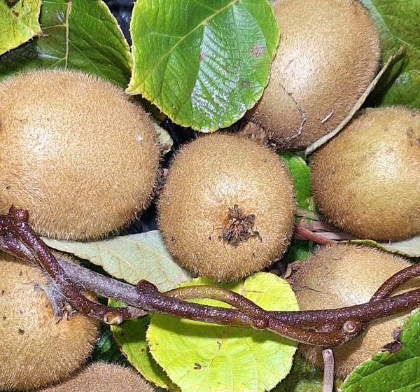 kiwi da minha aldeia | produção sem químicos