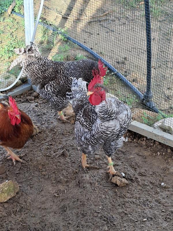 Galos Raça Pedrês Portuguesa