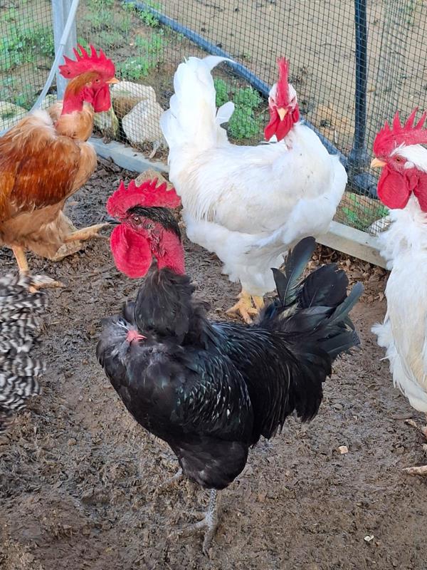 Galos Reprodutores de Raça Preta Lusitânica