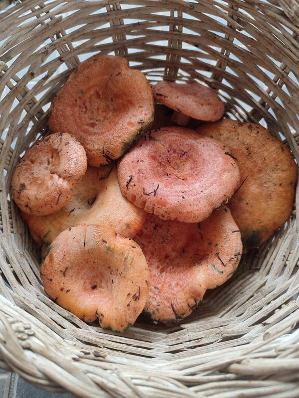 Lactarius deliciosus