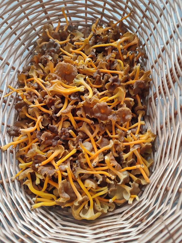 Craterellus lutescens