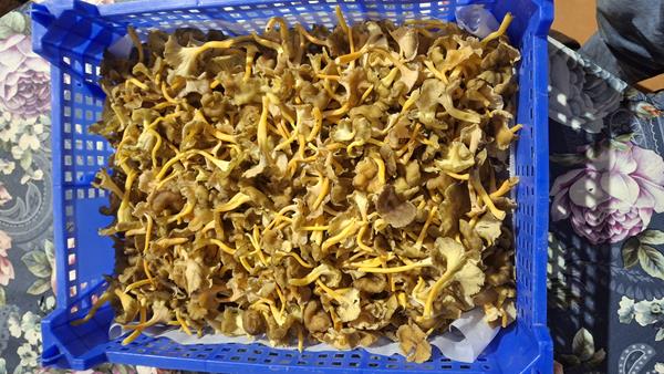 Cantarelos lutescens