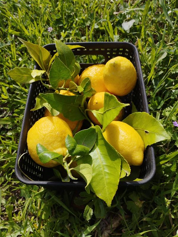 Limões frescos biológicos