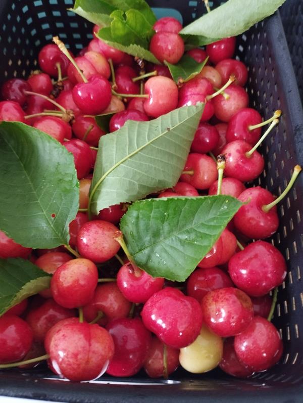 Cerejas frescas biológicas