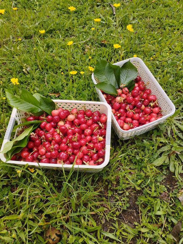 Cerejas frescas