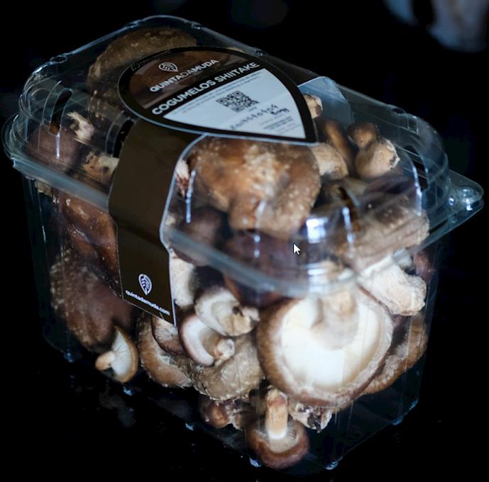 Cogumelos Shitake 5Kg | 10 Caixas de 500g