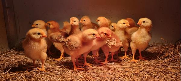 Pintinhos Rhode Island Red