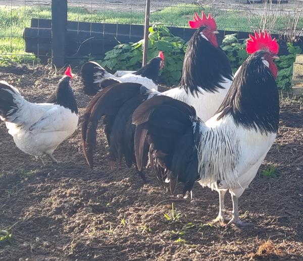 Pintinhos Lakenvelder