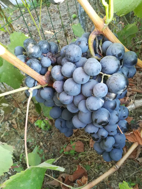 Uvas