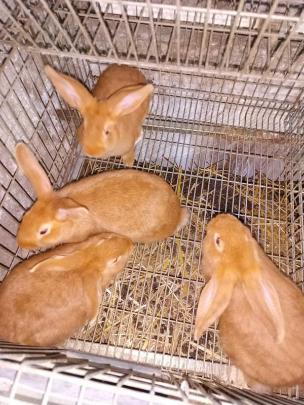 Coelhos Leonardo de Borgonha