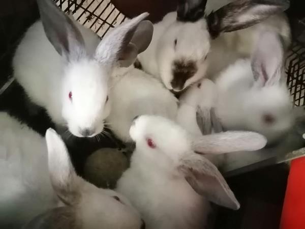 Coelhos raça Califórnia