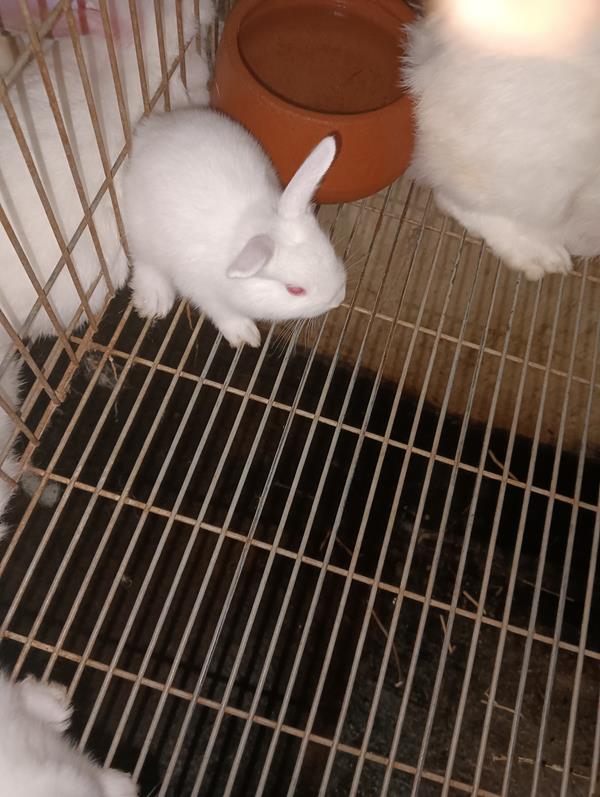 Coelhos raça florida white