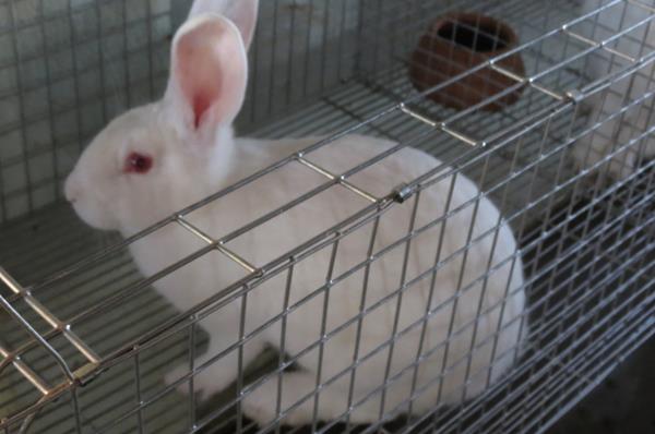 Coelhos raça nova Zelândia