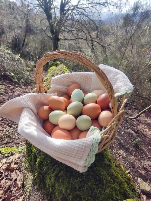 Ovos de Galinhas Criadas ao ar Livre