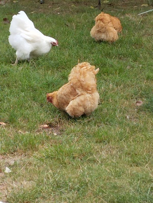 Ovos Férteis de Galinha de Raça  Orpintong