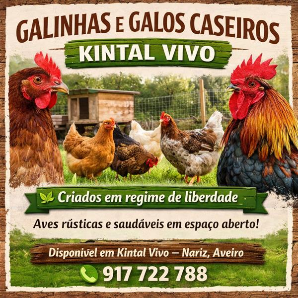 Galinhas e galos caseiros