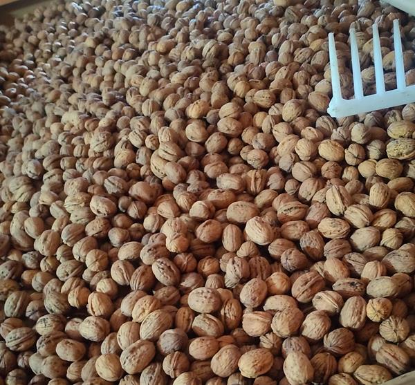 Nozes 100% naturais Franquette