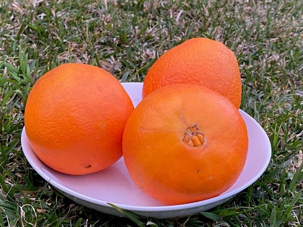 Laranja Limão Tangerina