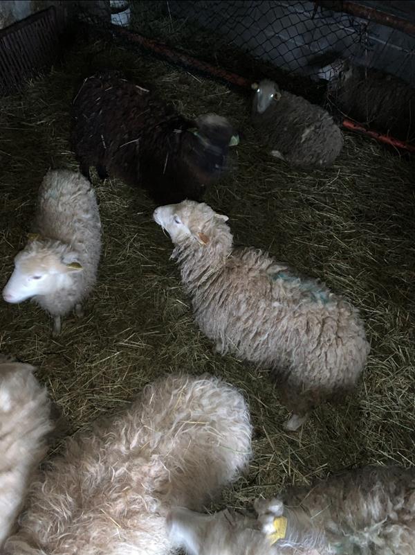 Borrego-Raça churra do minho