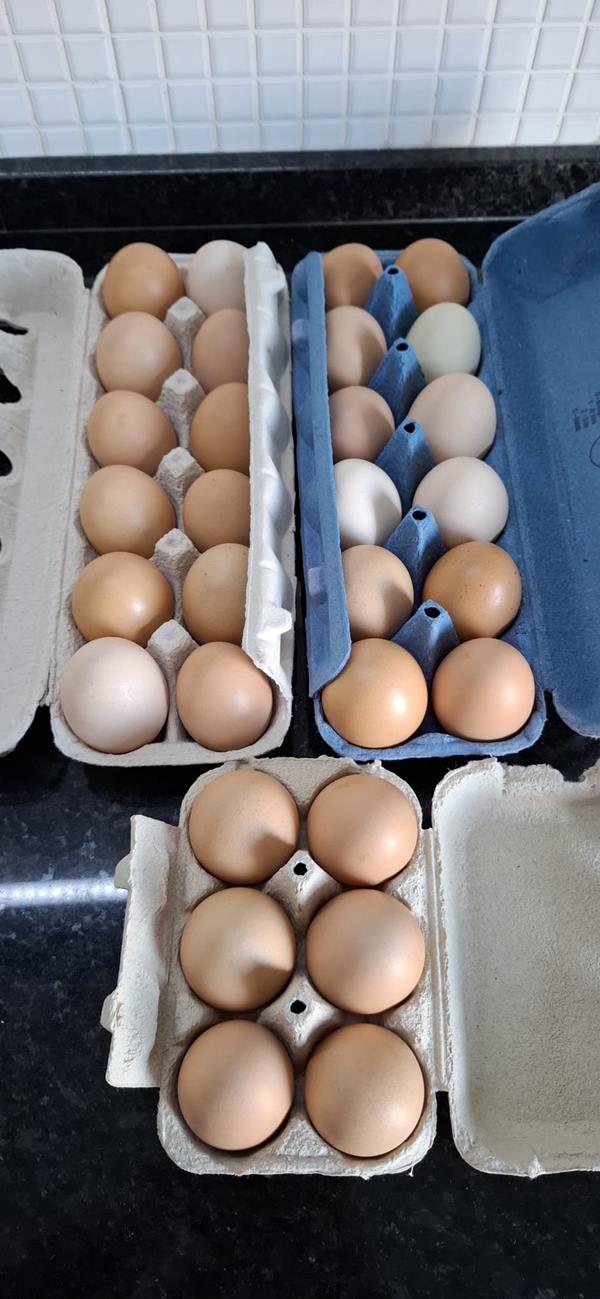 Ovos caseiros - 1.5€ - 1/2 dúzia - Santarém