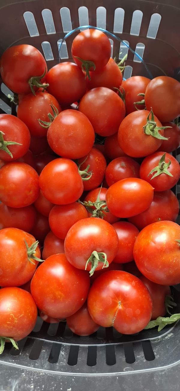 Produtos agrícolas biológicos - 1€ kilo - Vila Franca de Xira