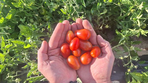Tomate Cherry Mini Chucha