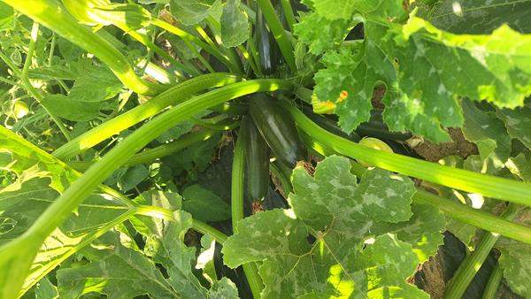 Courgette