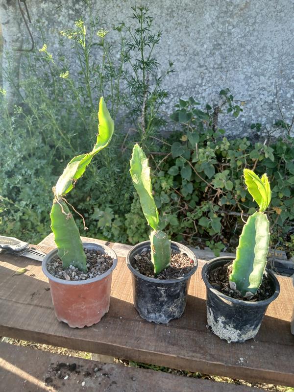 Pitaya Média