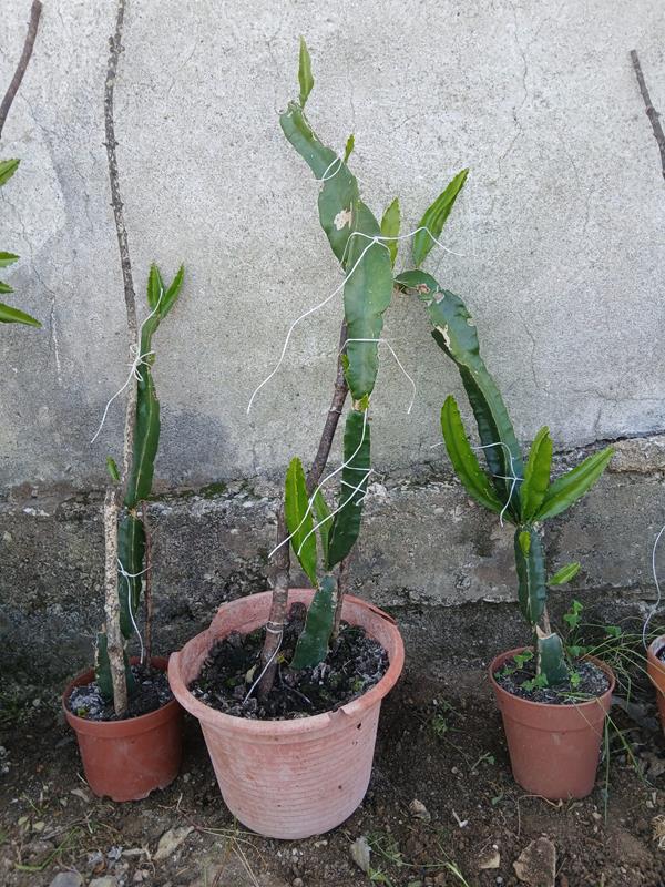 Pitaya Grande