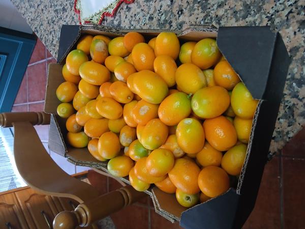 Kumquat