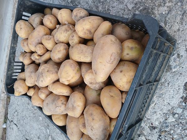 Batata Agria