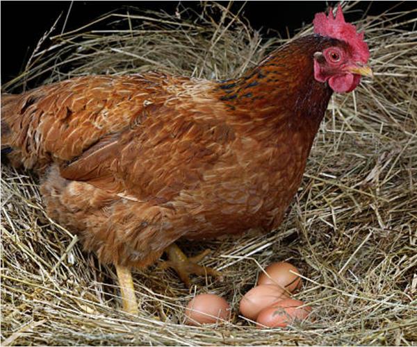 Ovos caseiros de Galinhas que pastam livremente.