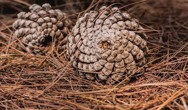 Pinhas, bem secas e abertas
