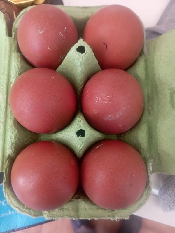 Ovos para Incubação