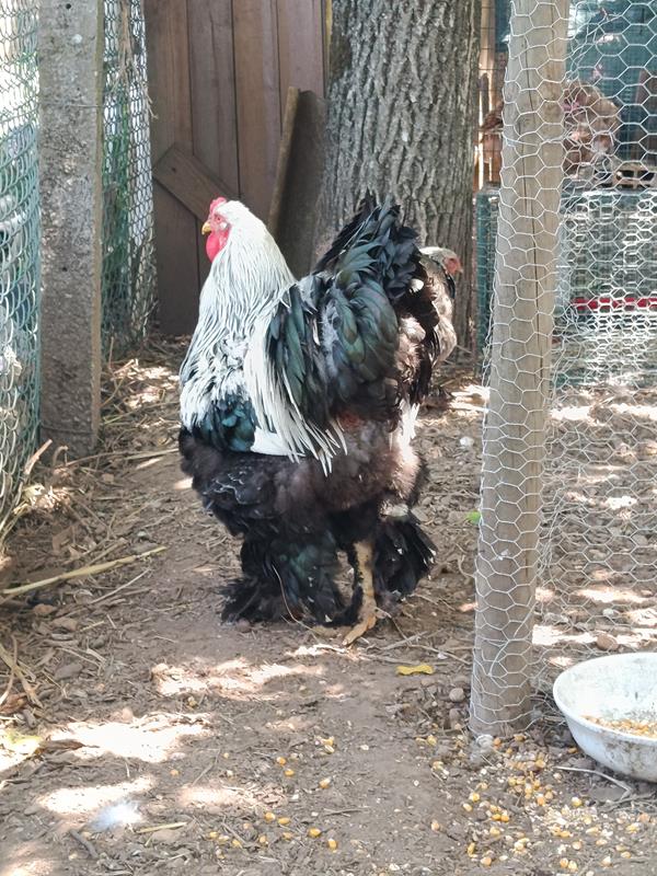 Brahmas