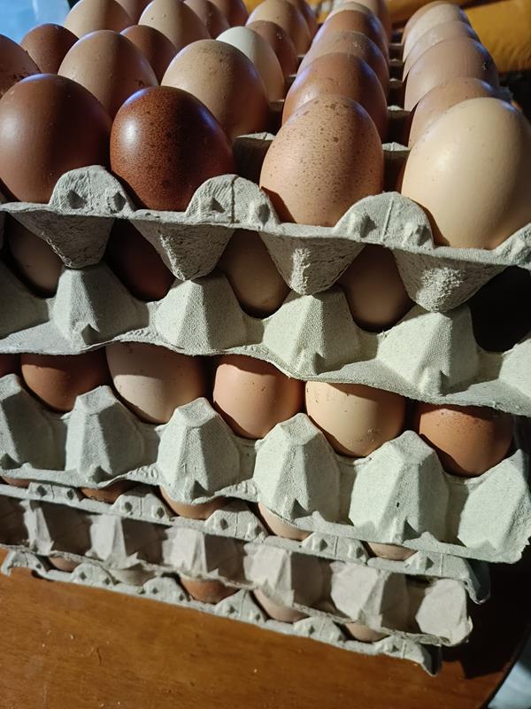 Ovos caseiros galinhas criadas no campo
