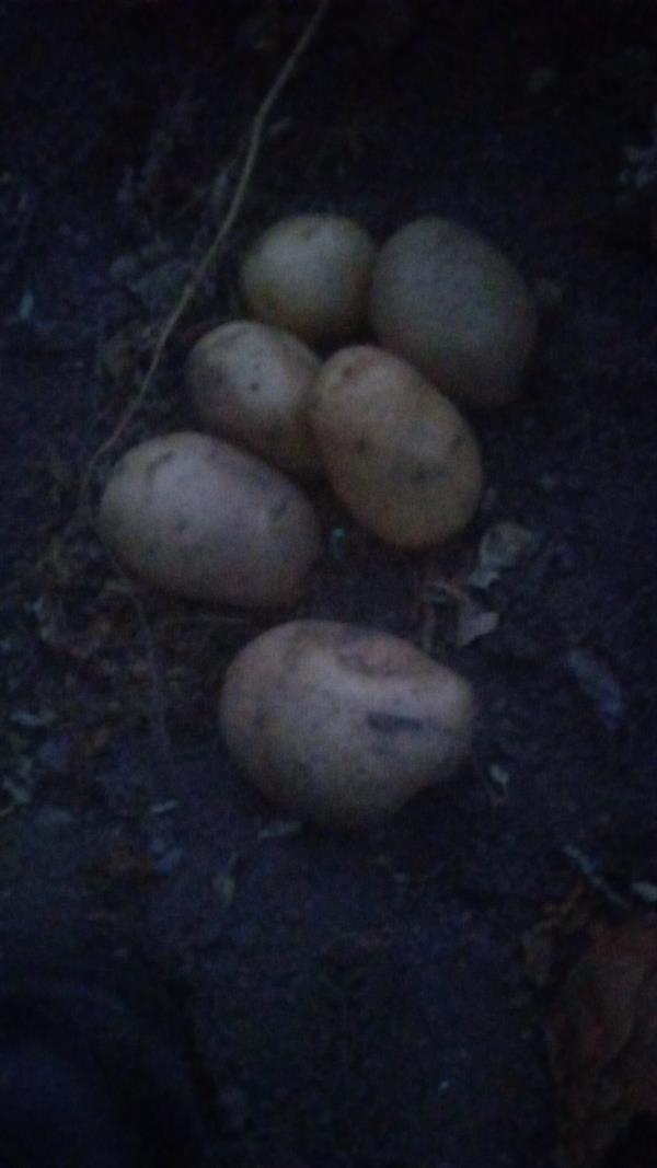 Batata nova