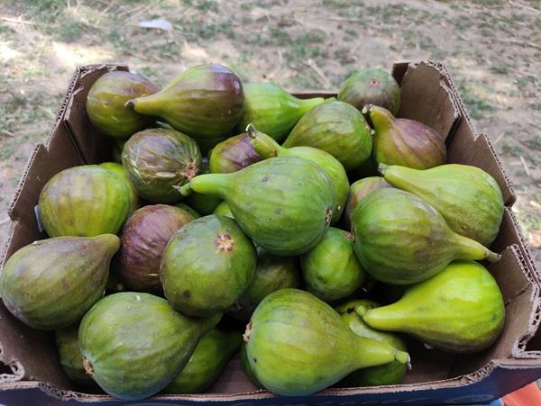 Figos
