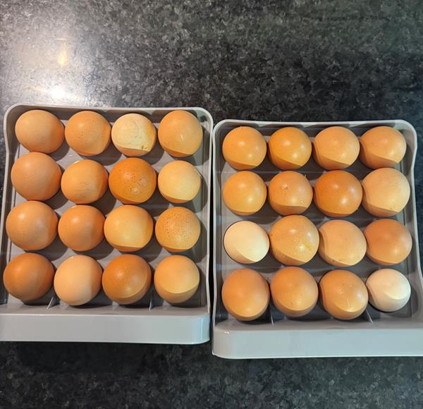Ovos de galinha