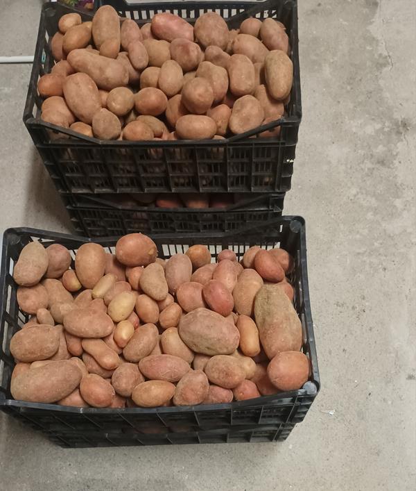 Batata nova